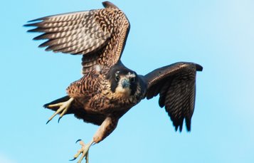 A Falcon
